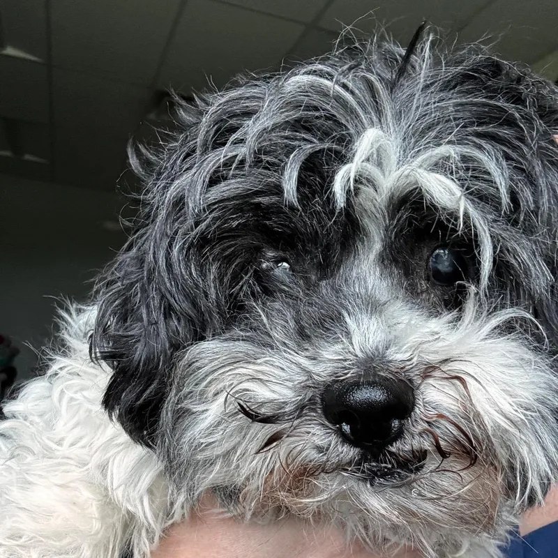 A senior small-sized female White / Cream Shih Tzu dog named Wombat for adoption in Matteson, IL
