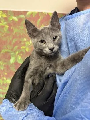 A baby small-sized male Domestic Short Hair cat named Bramble for adoption in San Antonio, TX