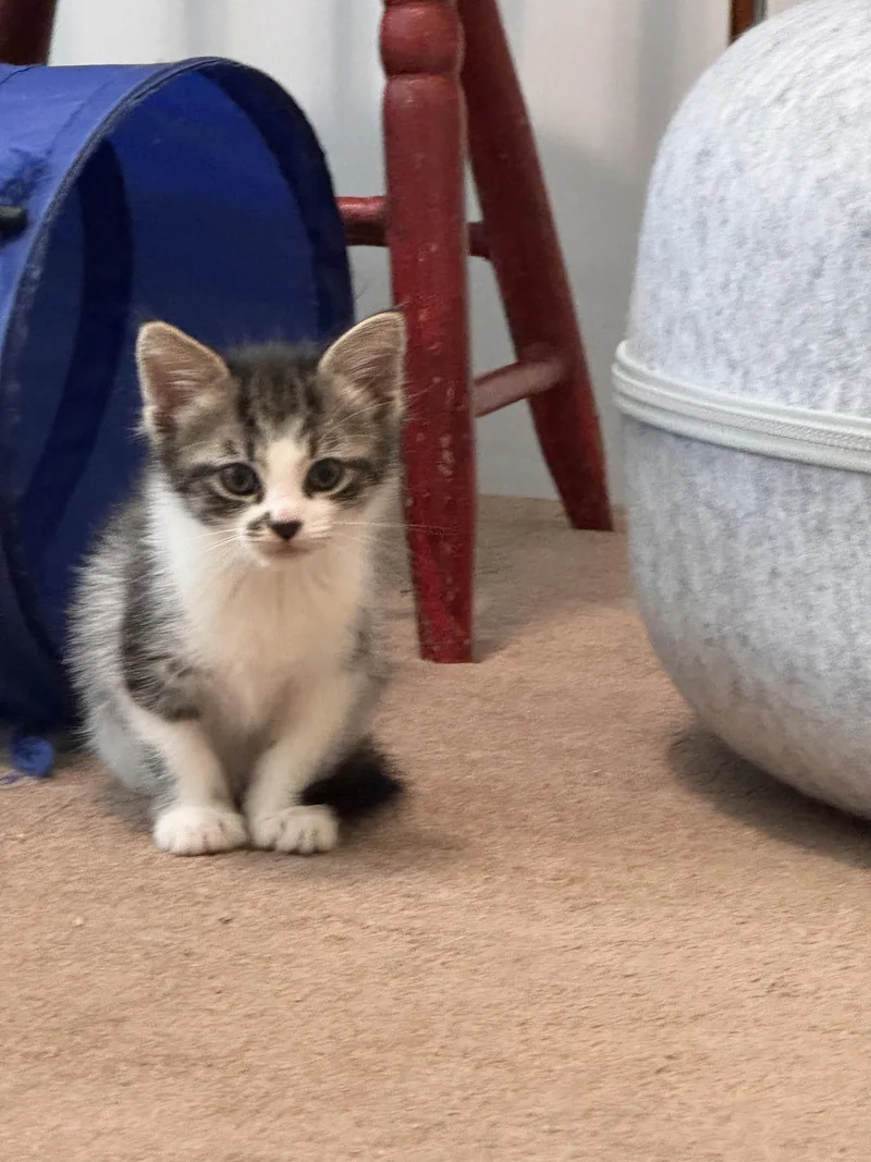 A young small-sized female Domestic Short Hair cat named Reba for adoption in Bethel Park, PA