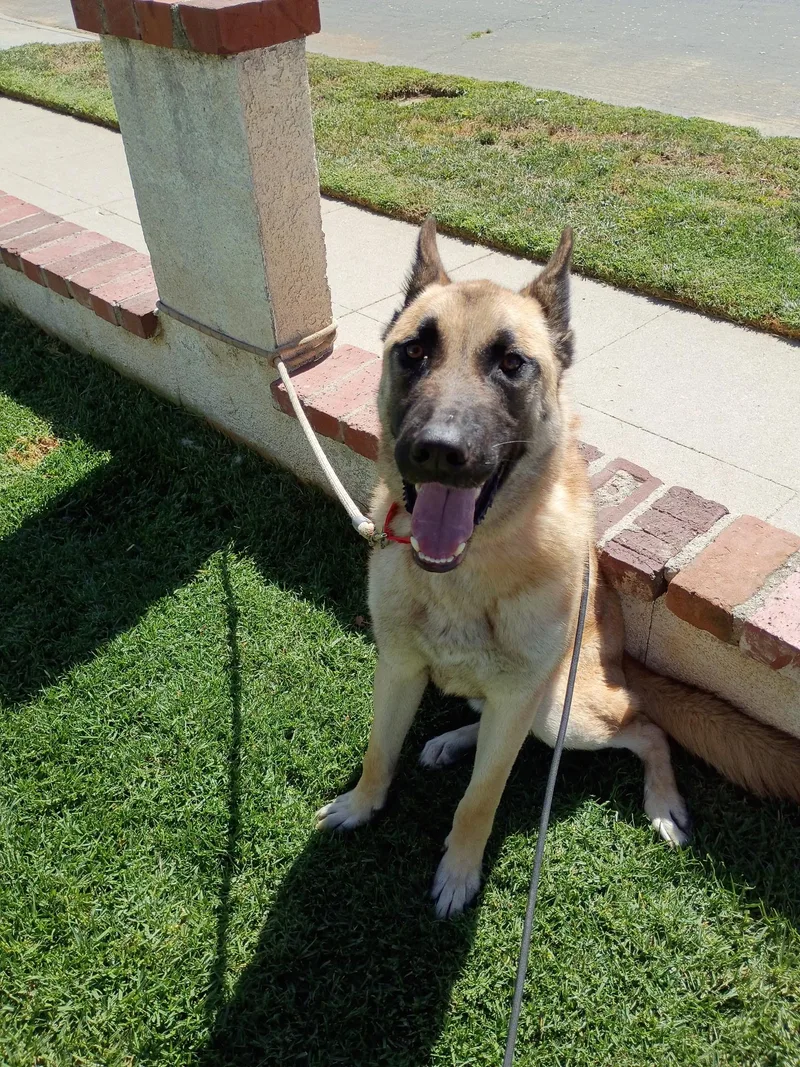 An adult large-sized male Tricolor (Brown, Black, & White) Shepherd dog named Polo for adoption in Frazier Park, CA
