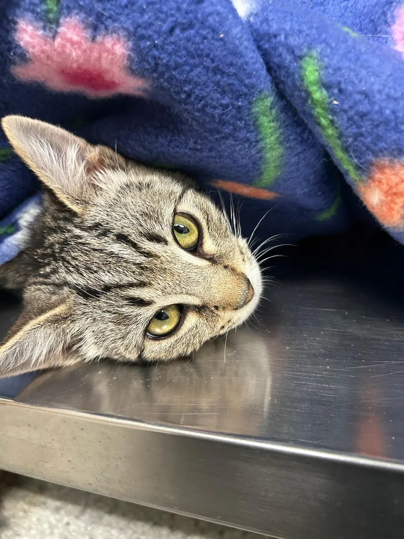 A baby medium-sized female Tabby (Brown / Chocolate) Domestic Short Hair cat named Dolly for adoption in Kent, WA