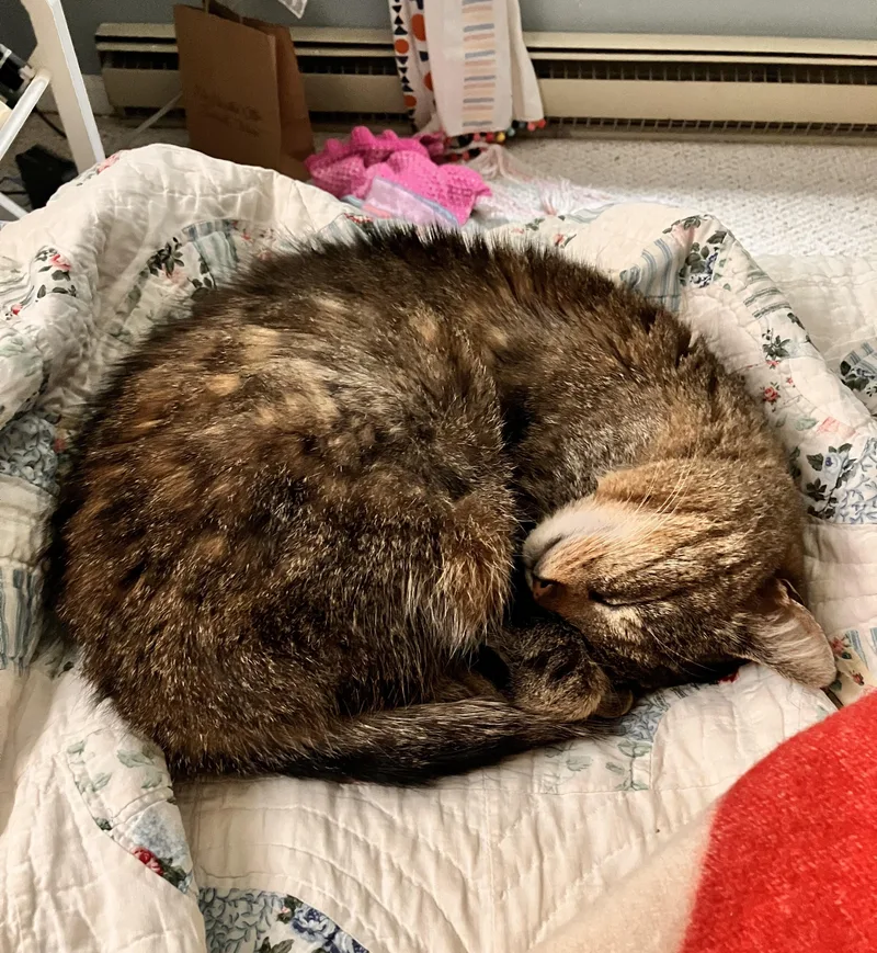 A senior large-sized female Domestic Medium Hair cat named Meeka for adoption in Burlington, VT