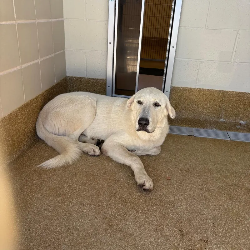 An adult large-sized male Great Pyrenees dog named Damon for adoption in League City, TX