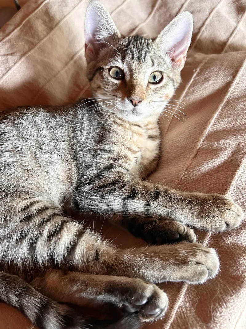 Elsie
