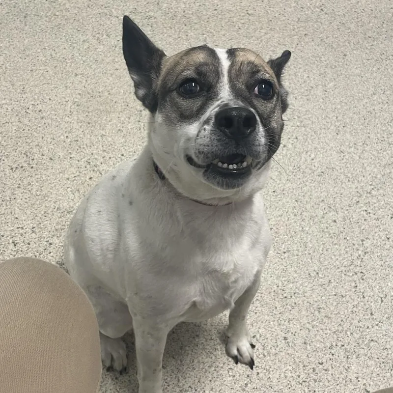 An adult medium-sized male Black Mixed Breed dog named Loki for adoption in Jacksonville, FL