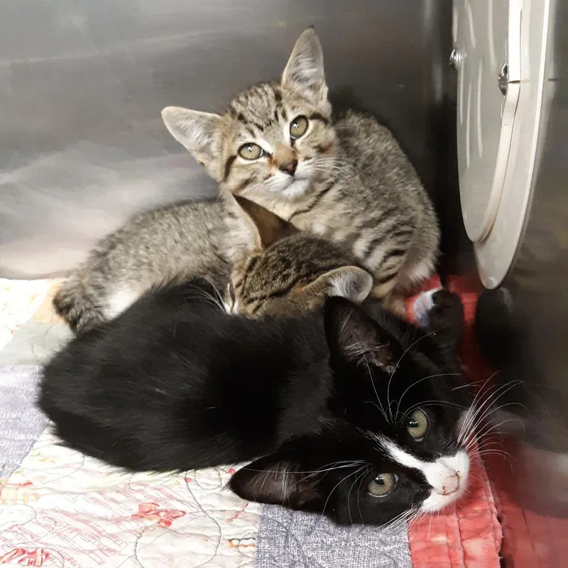 A baby small-sized female Brown / Chocolate Domestic Short Hair cat named Uno for adoption in Spokane, WA