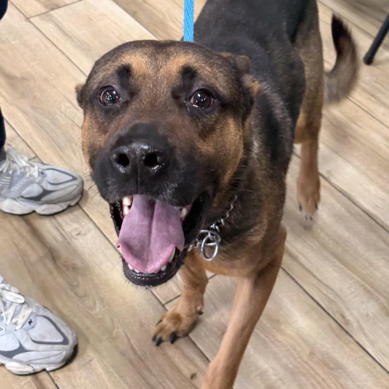 An adult medium-sized male German Shepherd Dog dog named Legend for adoption in Newark, NJ