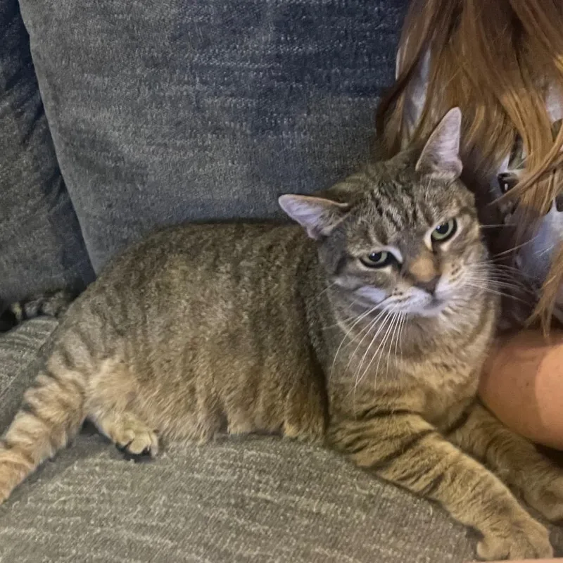 A senior small-sized female Brown / Chocolate Domestic Short Hair cat named Purdy for adoption in Huntsville, AL