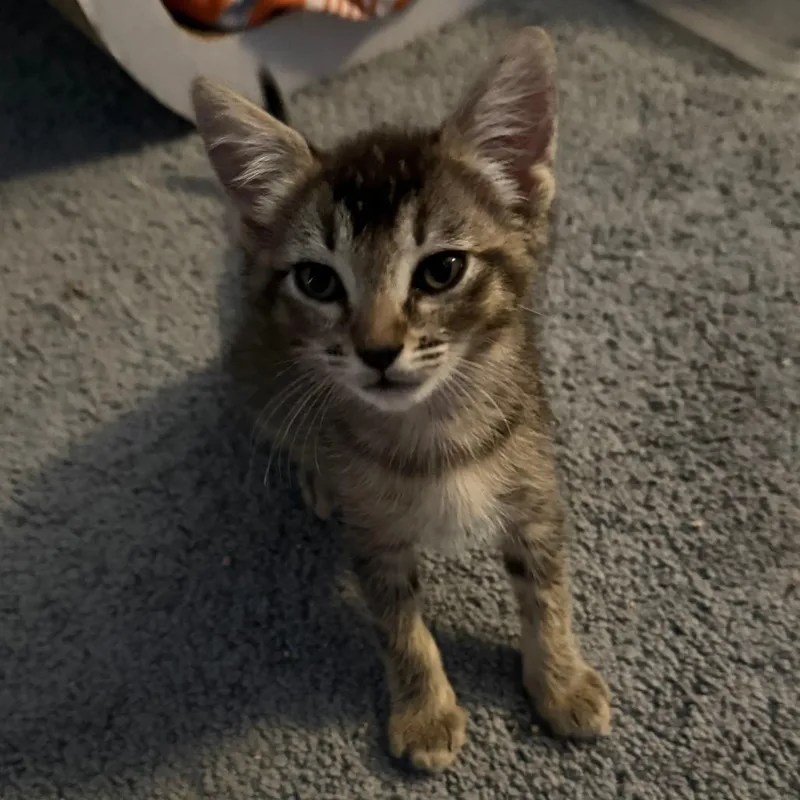 A baby small-sized female Domestic Short Hair cat named Mimi for adoption in San Diego, CA