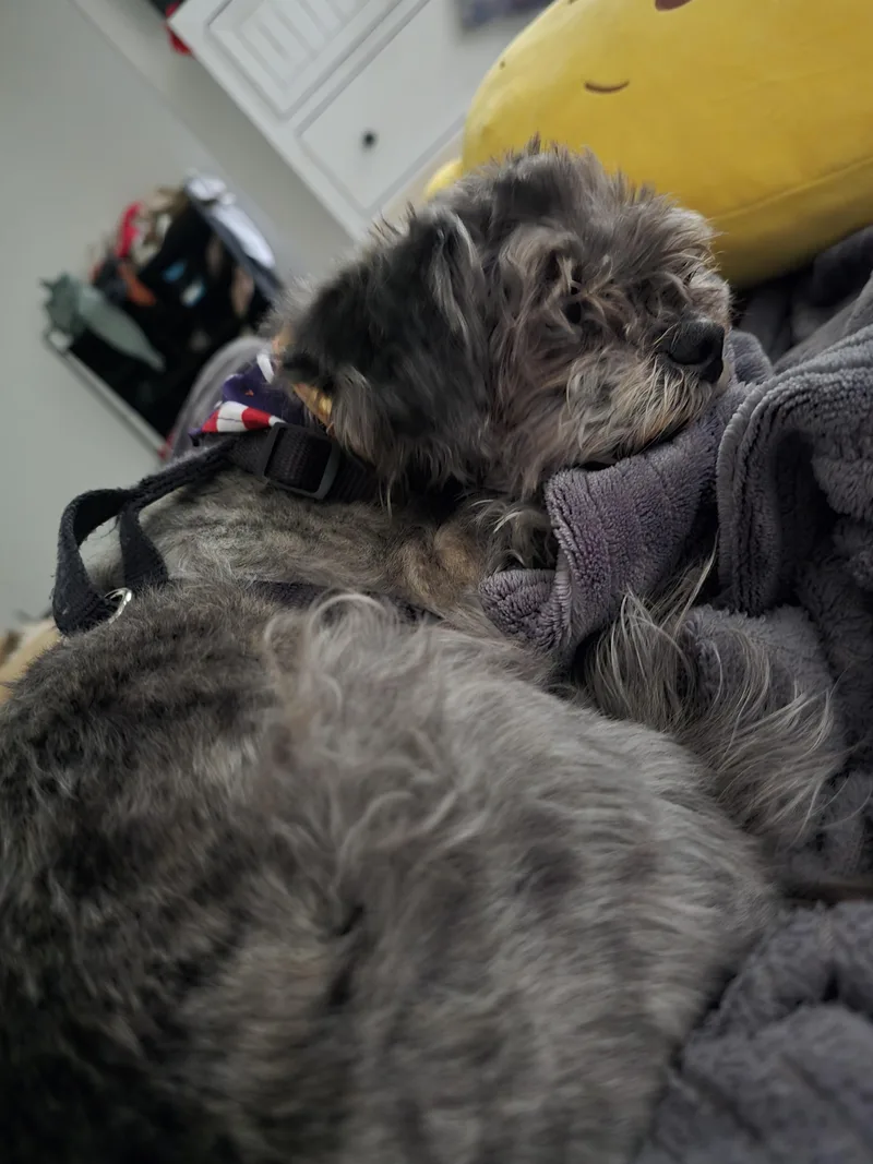 A senior small-sized female Gray / Blue / Silver Miniature Poodle dog named Sadie for adoption in Roy, UT