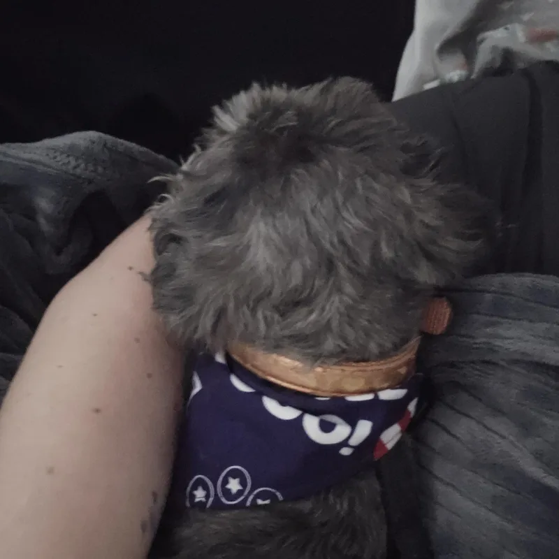 Sadie thumbnail 5