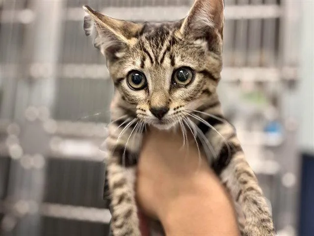 A baby small-sized male Brown / Chocolate Domestic Short Hair cat named Spindle for adoption in Tavares, FL