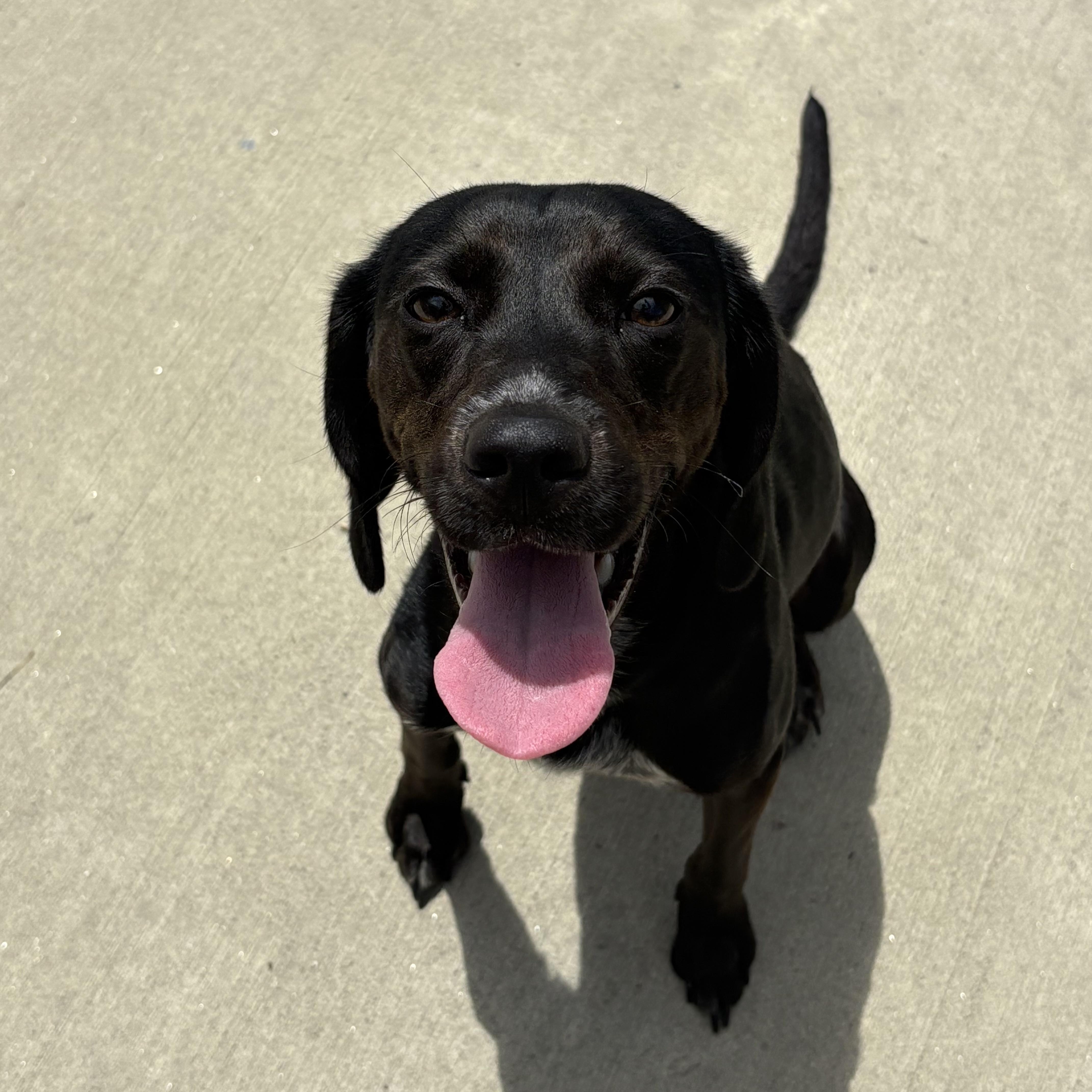 A young small-sized female Mixed Breed dog named Phoebe for adoption in North Providence, RI