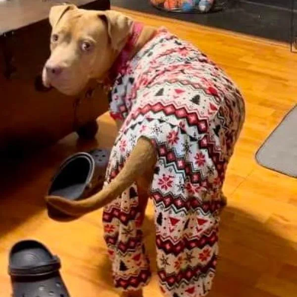 Abilene Jum thumbnail 3