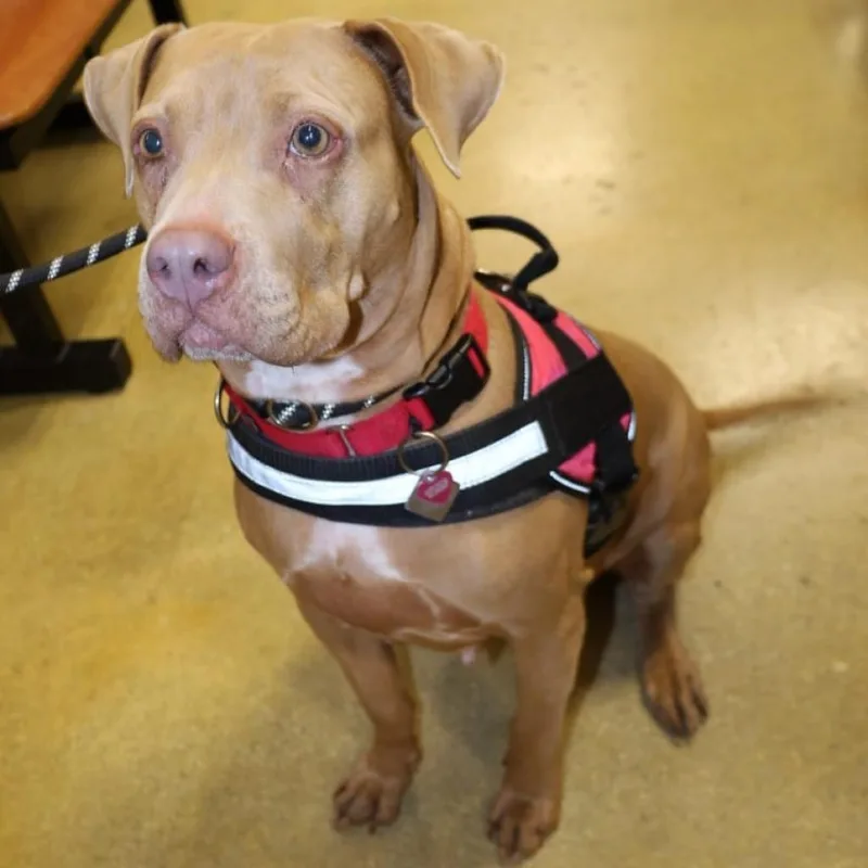 Abilene Jum thumbnail 4