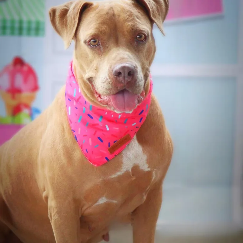 Abilene Jum thumbnail 5