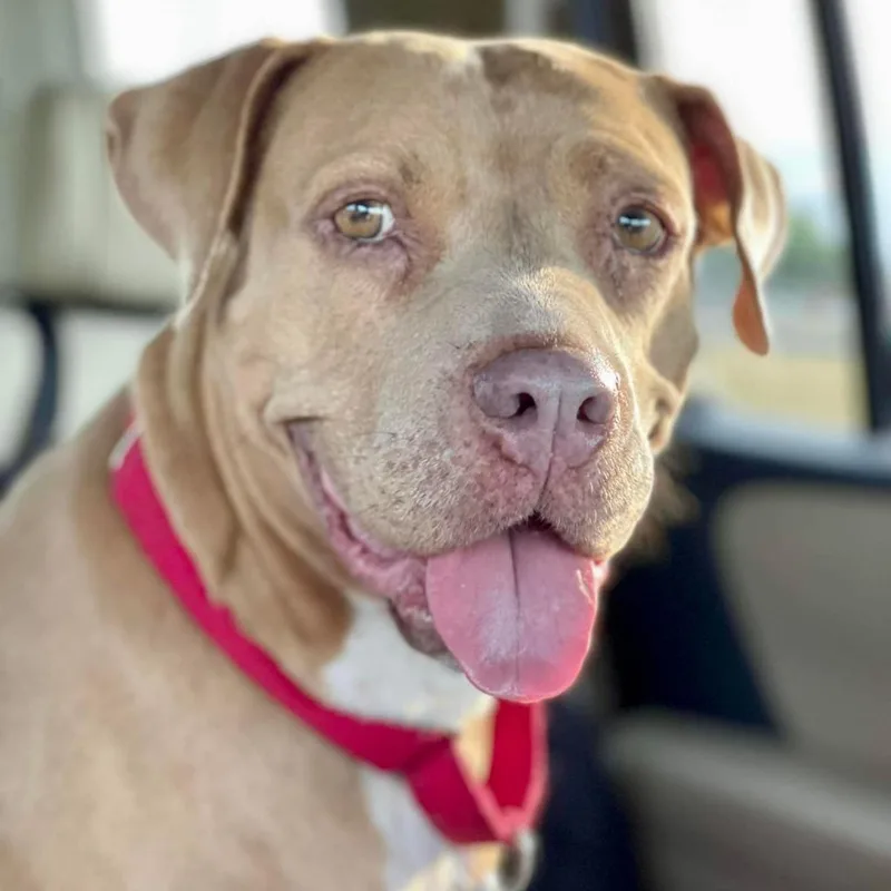 A senior large-sized female Golden Pit Bull Terrier dog named Abilene Jum for adoption in Austin, TX