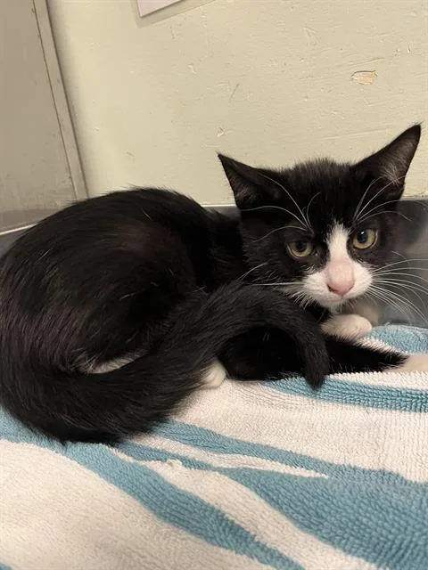 A baby small-sized male Domestic Short Hair cat named Toaster for adoption in Santa Cruz, CA
