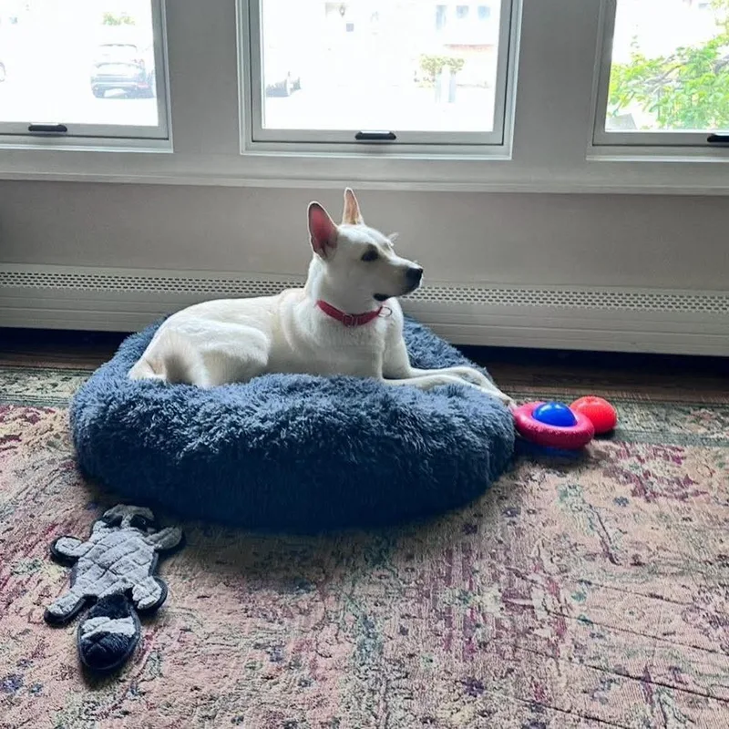 An adult medium-sized female White / Cream Jindo dog named Layla Marie for adoption in Long Island City, NY