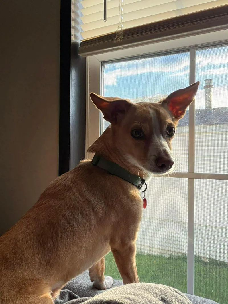 Cosmo