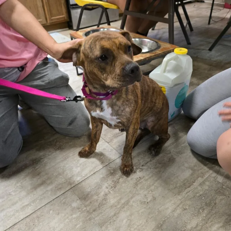 A young medium-sized female Brindle American Bulldog dog named Bella for adoption in Hinesville, GA