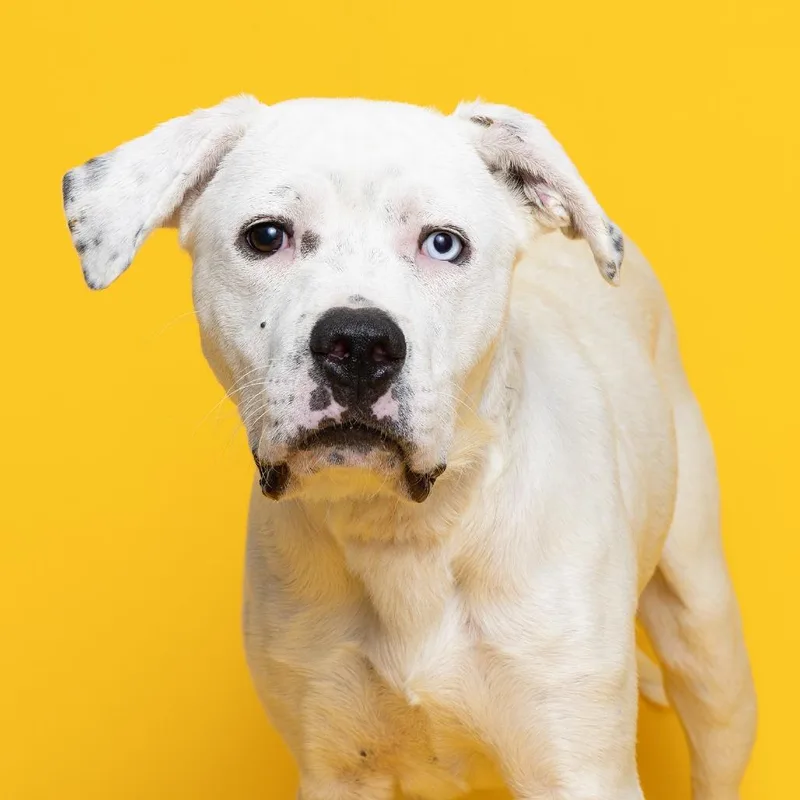 An adult medium-sized male White / Cream Mixed Breed dog named Domino for adoption in Franklin, TN