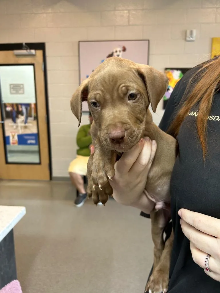 A baby small-sized male Staffordshire Bull Terrier dog named Pibbles for adoption in East Ridge, TN