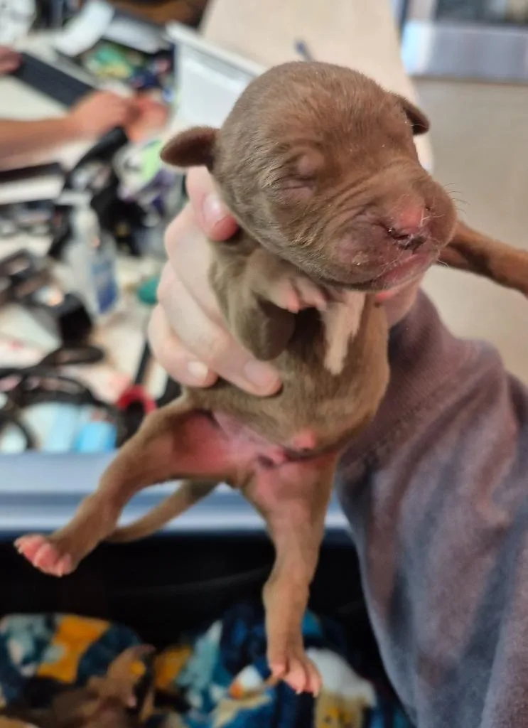 Pibbles thumbnail 2