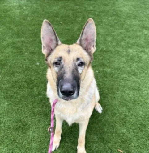 An adult medium-sized female German Shepherd Dog dog named Apple for adoption in Los Angeles, CA