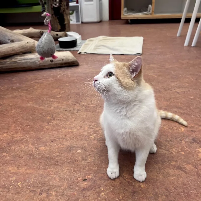 Macaroni thumbnail 2