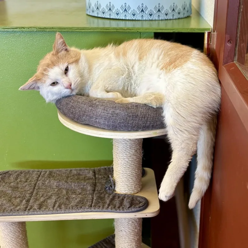 Macaroni thumbnail 3