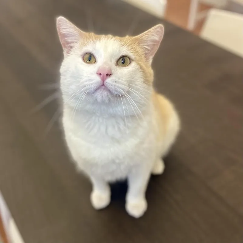 Macaroni thumbnail 4