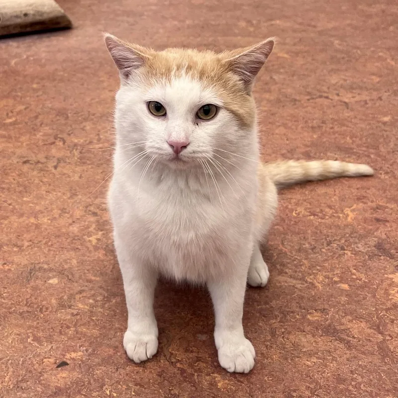 Macaroni thumbnail 5