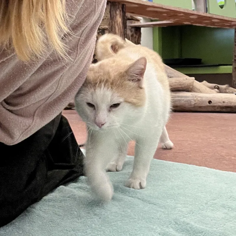 Macaroni thumbnail 6