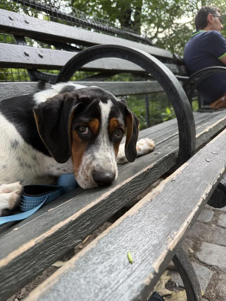 A baby large-sized male Bluetick Coonhound dog named Stetson for adoption in Manhattan, NY