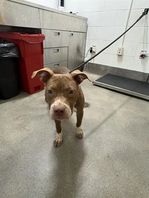 A young medium-sized female Pit Bull Terrier dog named Michelle for adoption in Upper Marlboro, MD