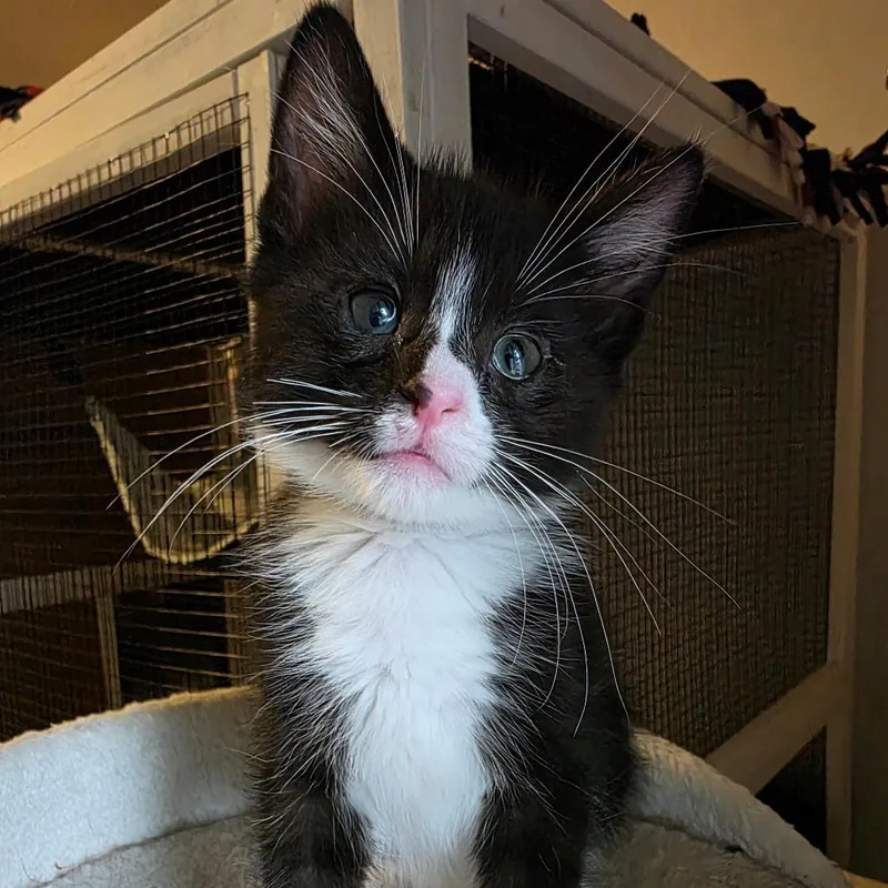 A baby small-sized male Black Domestic Short Hair cat named Tux for adoption in Normal, IL
