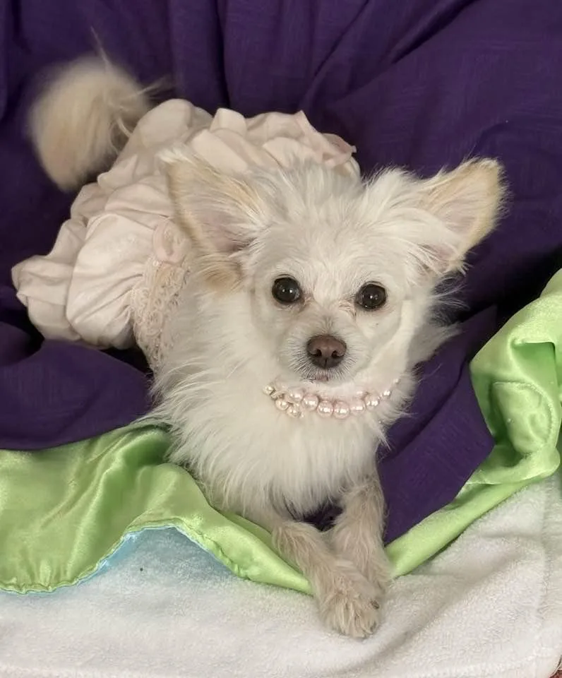 An adult small-sized female White / Cream Papillon dog named Fable for adoption in Las Vegas, NV