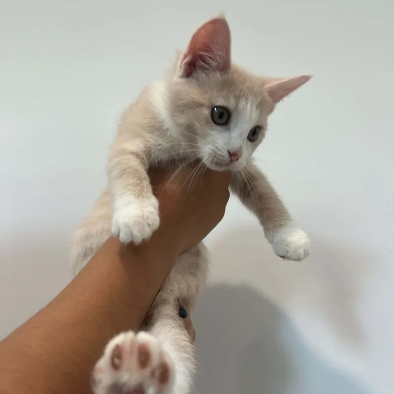 A baby small-sized female American Shorthair cat named Popsicle for adoption in Danbury, CT