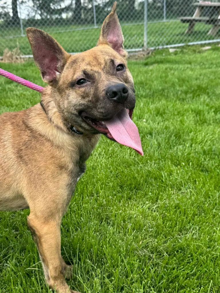 A young medium-sized male Shepherd dog named Cooper for adoption in Marion, OH