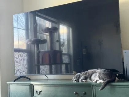 An adult medium-sized female Domestic Short Hair cat named Lohse for adoption in Fairfax, VA