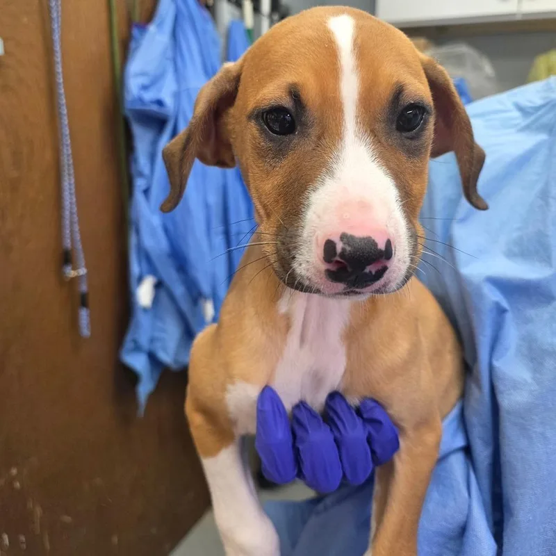 A baby medium-sized male Brown / Chocolate Hound dog named Walter for adoption in Duncan, OK