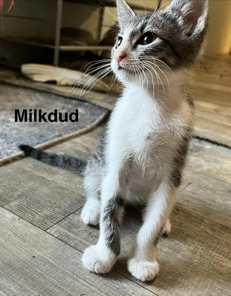 A baby small-sized male Domestic Short Hair cat named Milk Dud for adoption in Groveland, MA