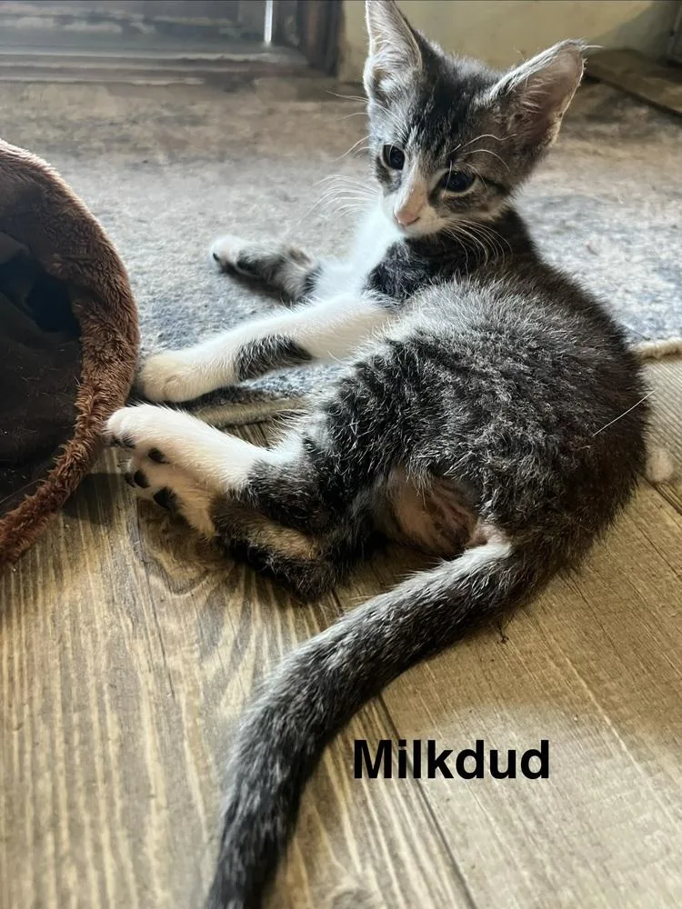 Milk Dud thumbnail 2