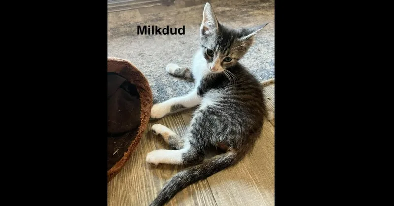 Milk Dud thumbnail 3