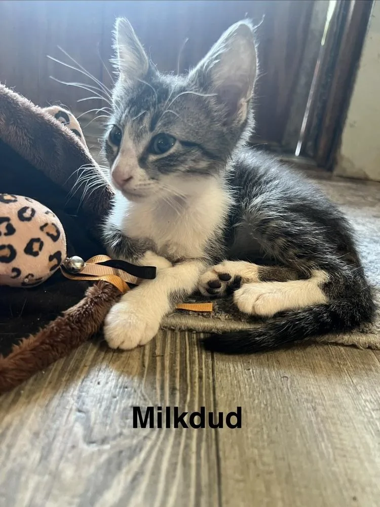 Milk Dud thumbnail 4