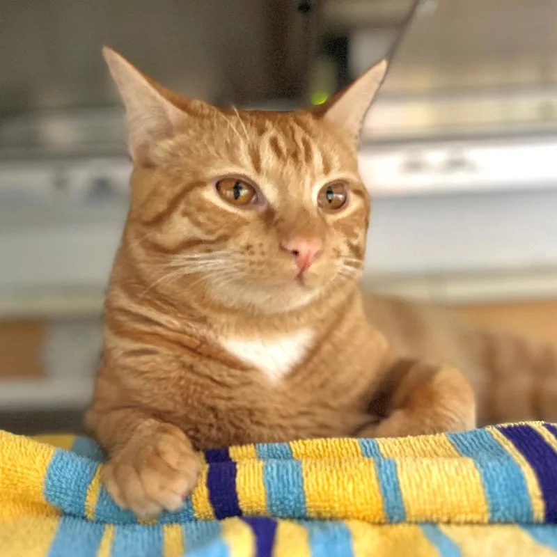 A young small-sized male Domestic Short Hair cat named NCI Cheddy Bikkits for adoption in Port Washington, NY