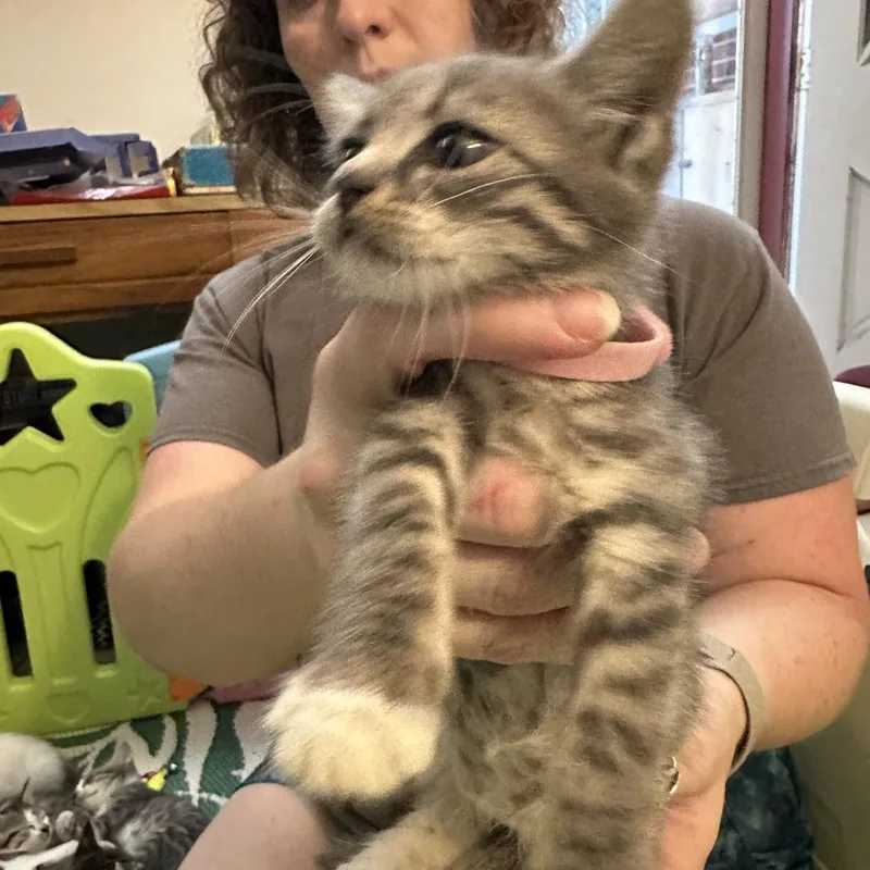 A baby small-sized female Gray / Blue / Silver Domestic Short Hair cat named Josie for adoption in Webster, TX