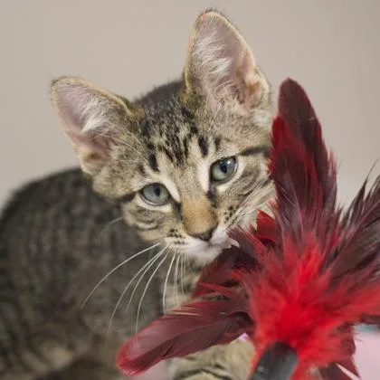 A baby small-sized female Domestic Short Hair cat named Maxine for adoption in Verona, WI
