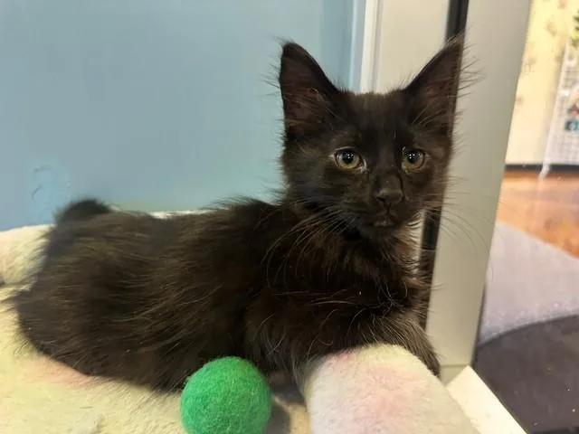 Felix